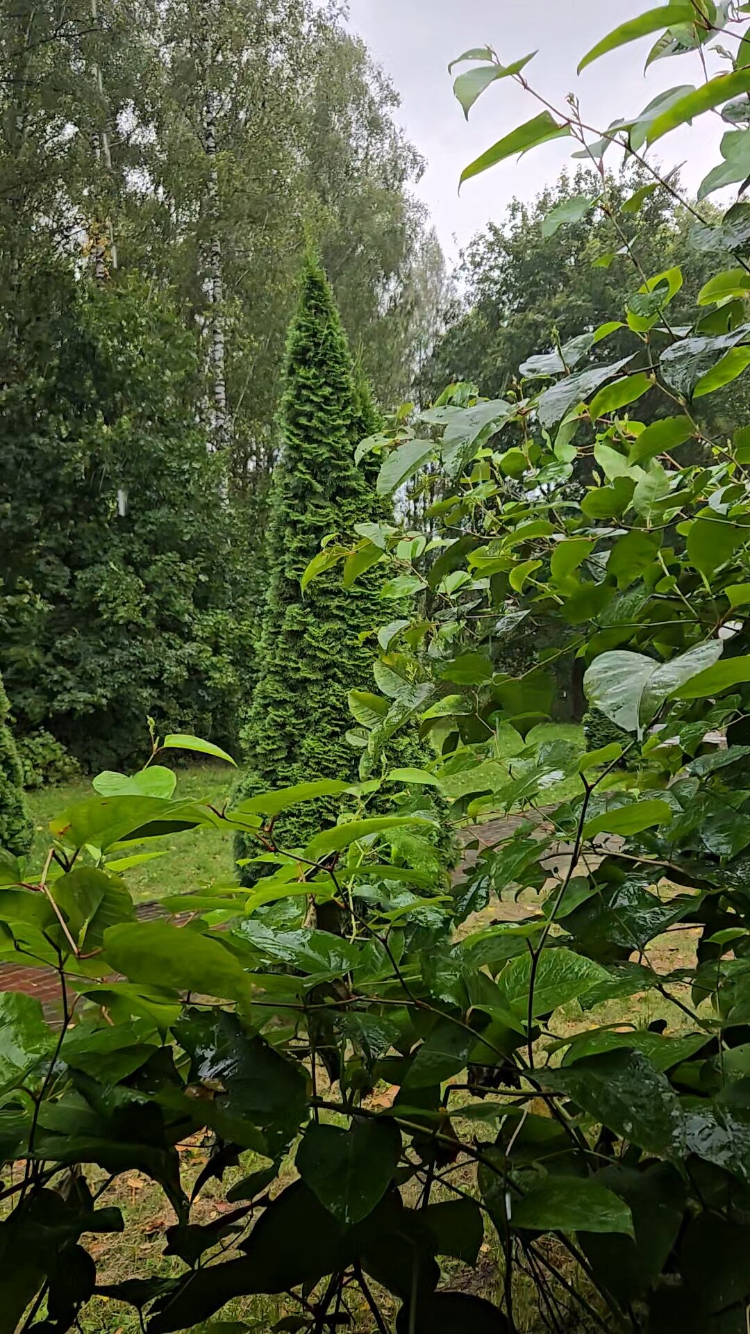 Фото Роща невест