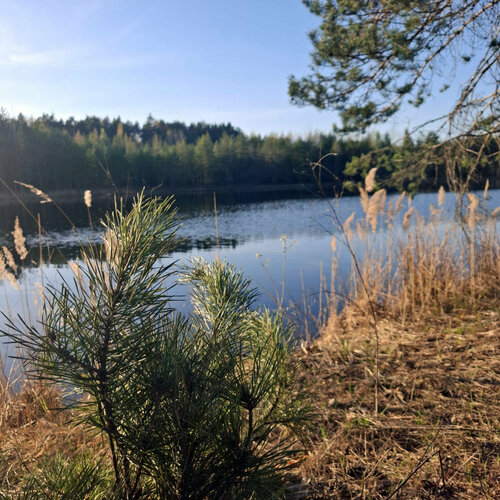 Гостиница Хвоя Ногинск в Ногинске