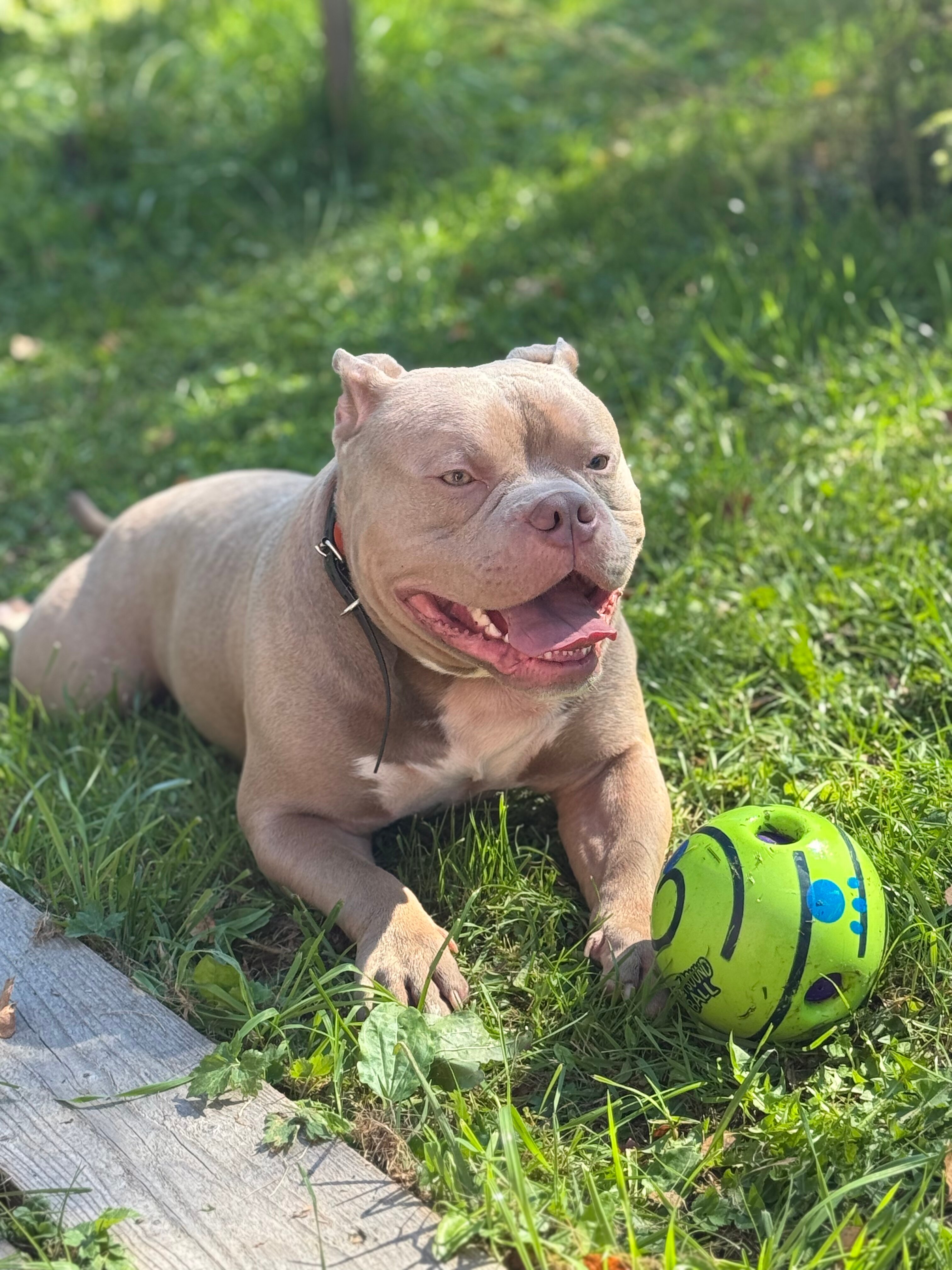 Фото Лесное Патио