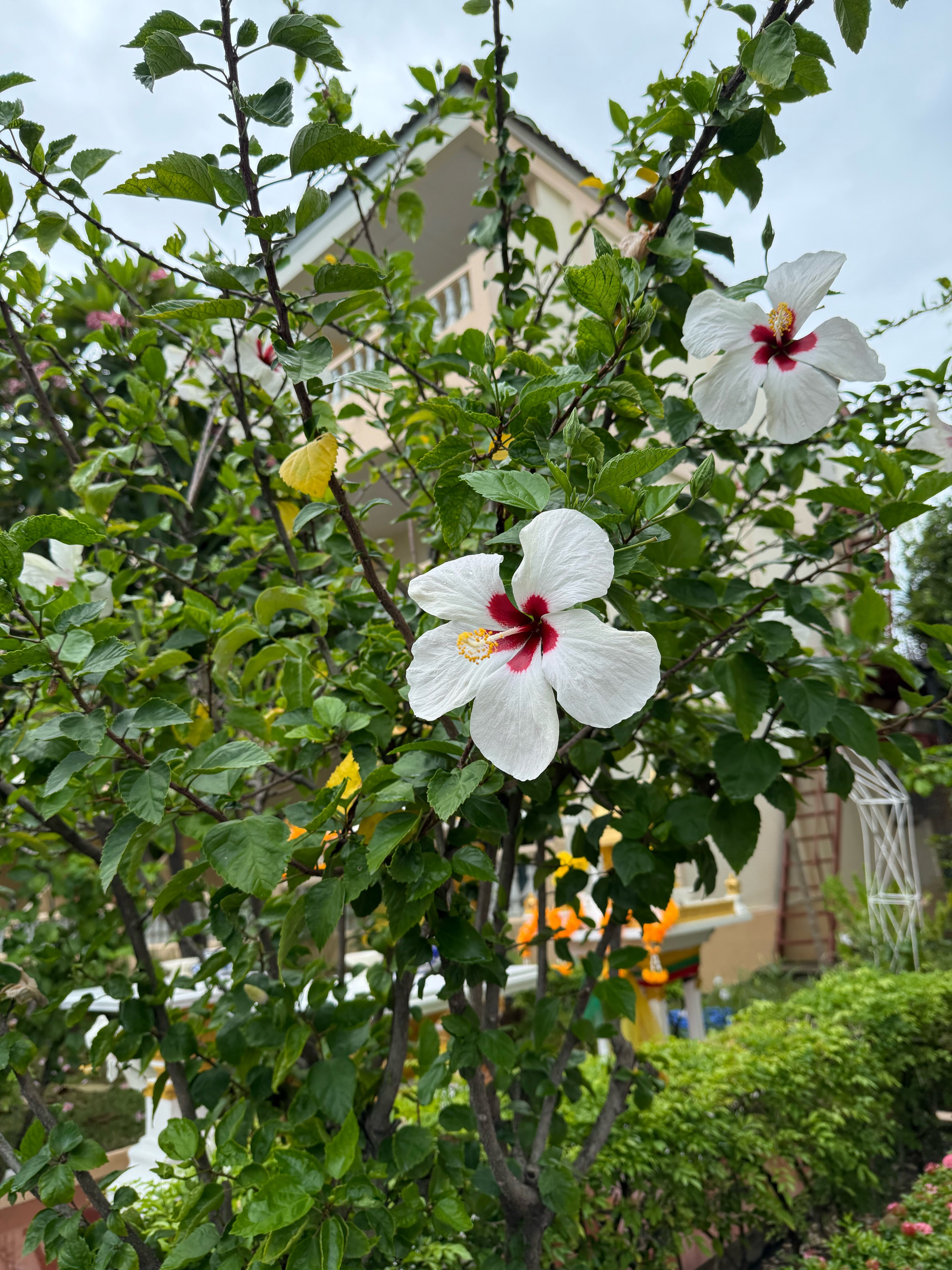 Фото Twin Palms Resort