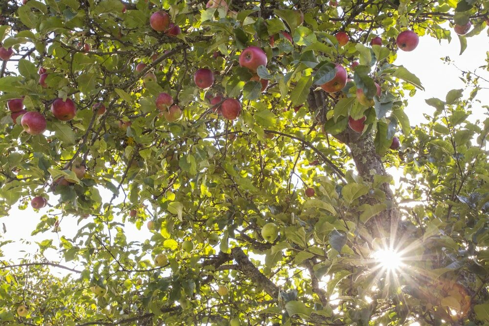 Фото The Browns' Luxury Guest Suites