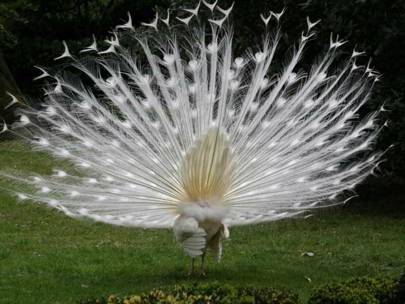 Фото Hotel Poggio