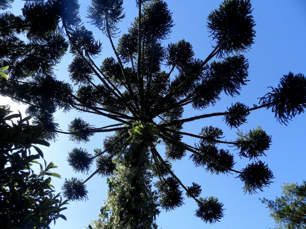 Фото Recanto das Araucarias