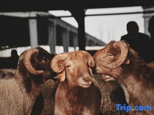 Гостиница Kashgar Summertime Guesthouse