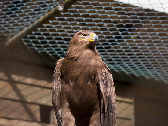 Фото Widus Hotel Clark