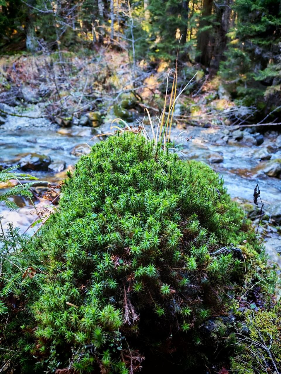 Фото А-фрэйм с душой