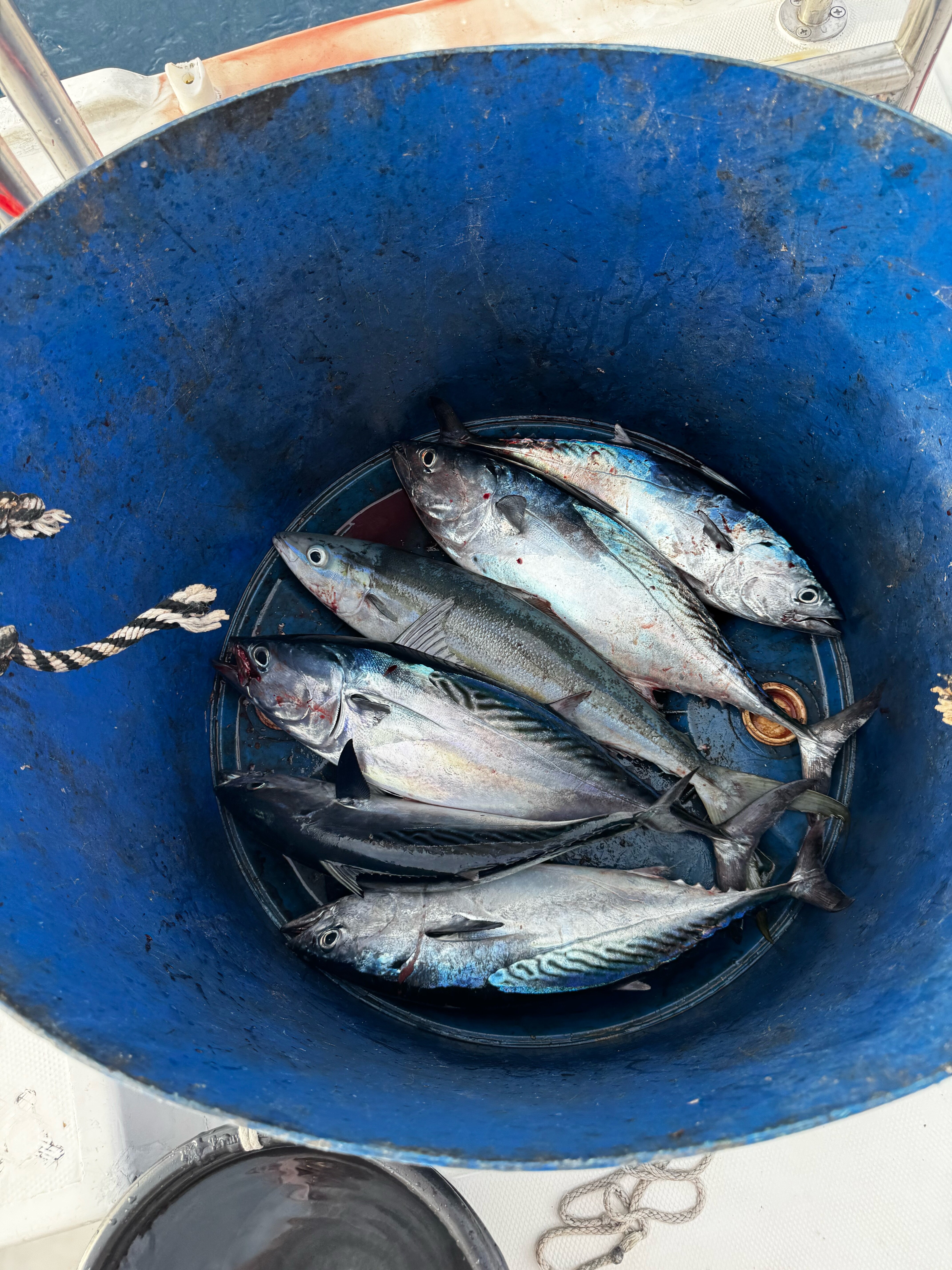 Фото Plumeria Maldives