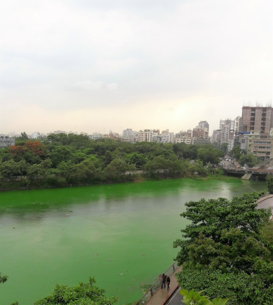 Фото Tropical Daisy