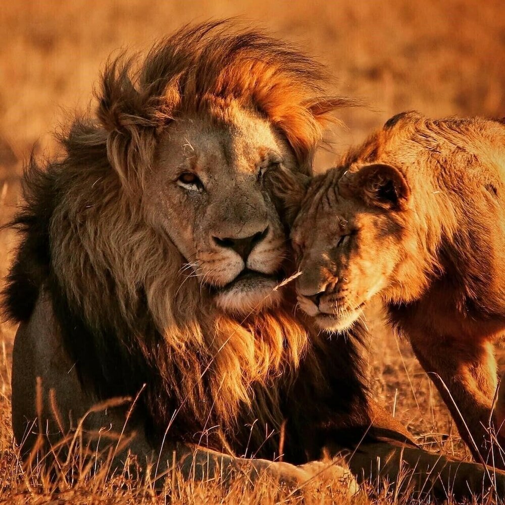 Фото 158997887249