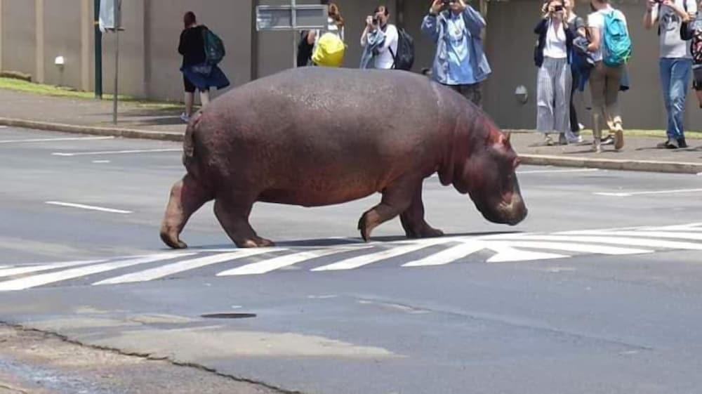 Фото St Lucia Livingston Lodge