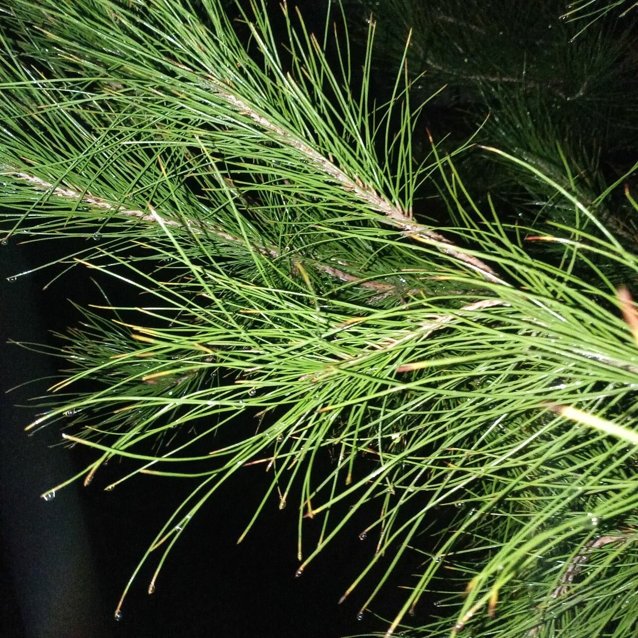 Фото Garden House