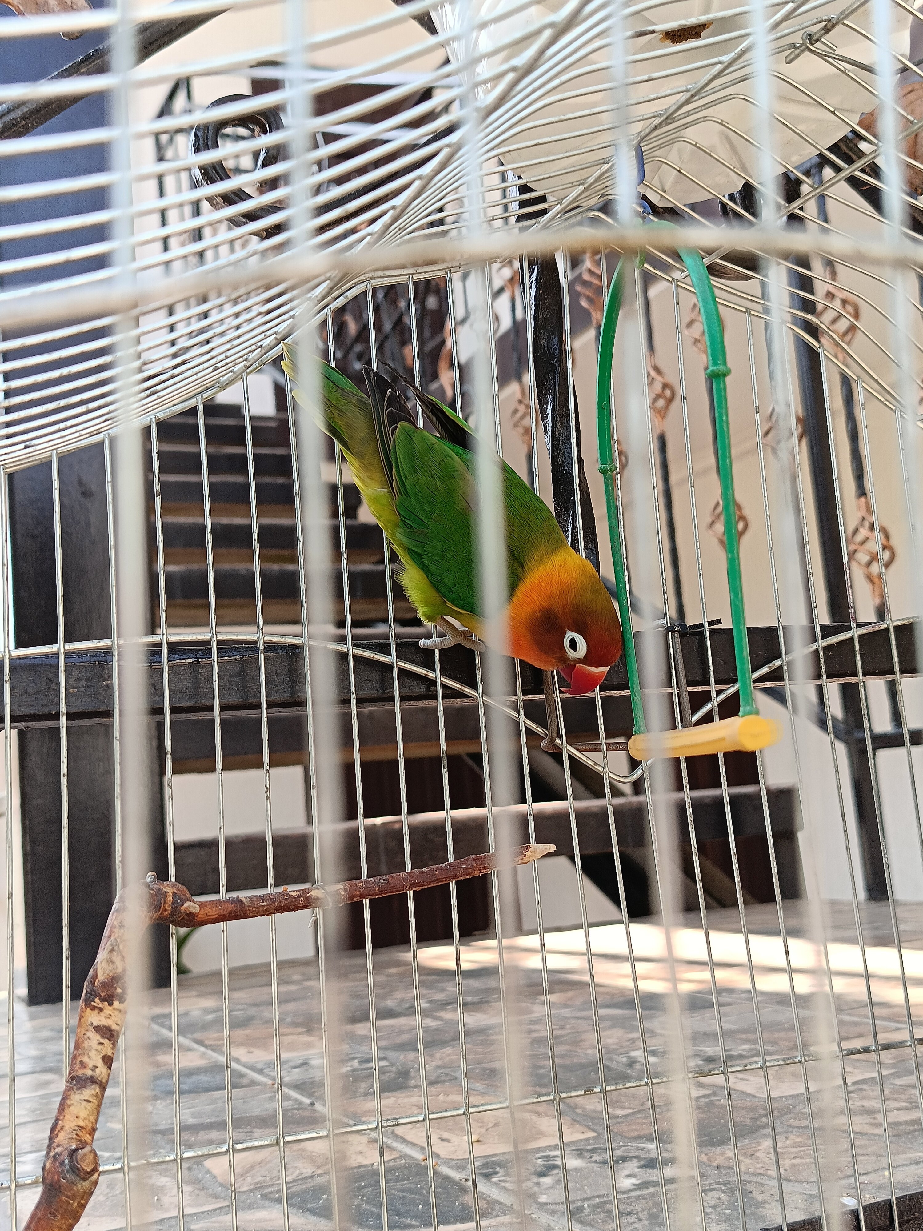 Фото Белый лебедь