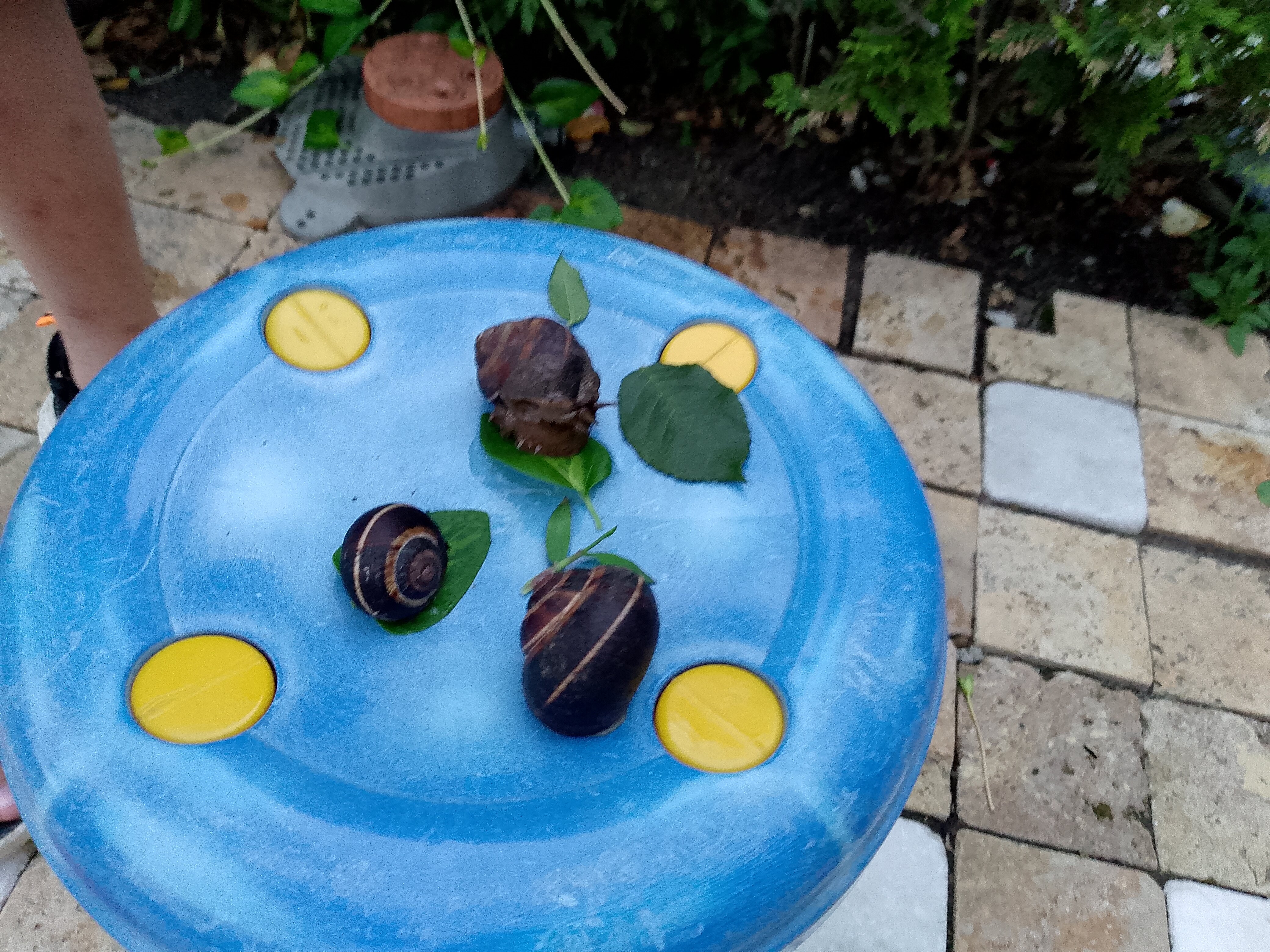 Фото Димерчи