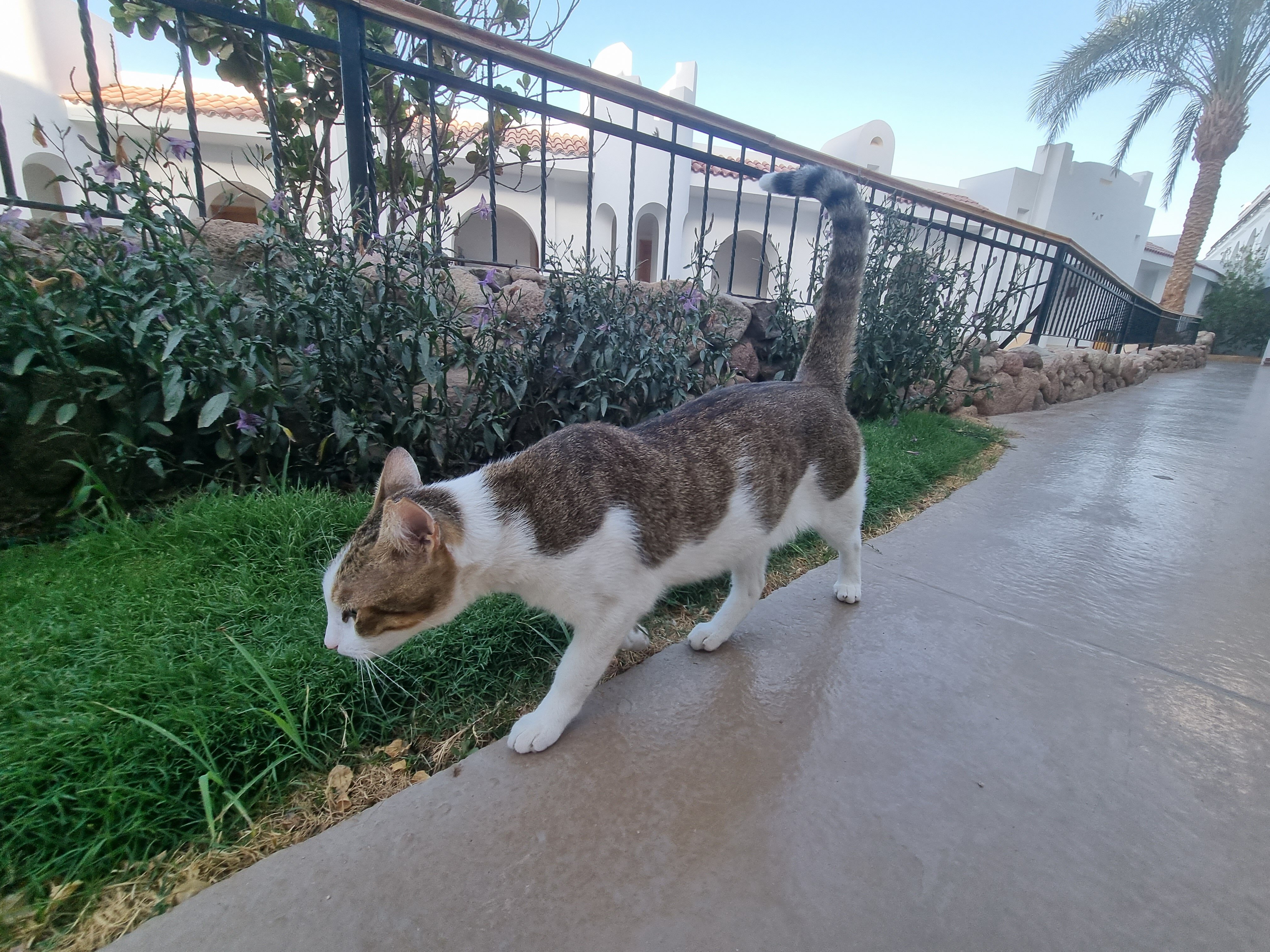 Фото Royal Savoy Sharm El Sheikh