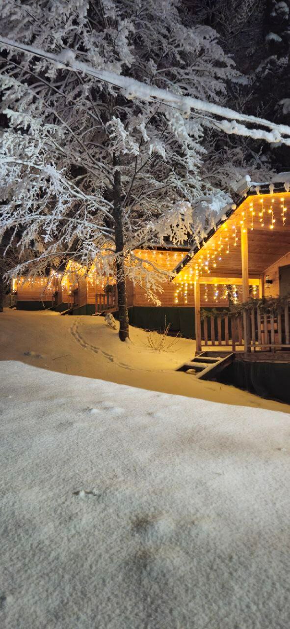 Фото Горная Мята