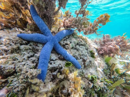 Фото Курортный отель Palau Sunrise Sea View Landison Retreat