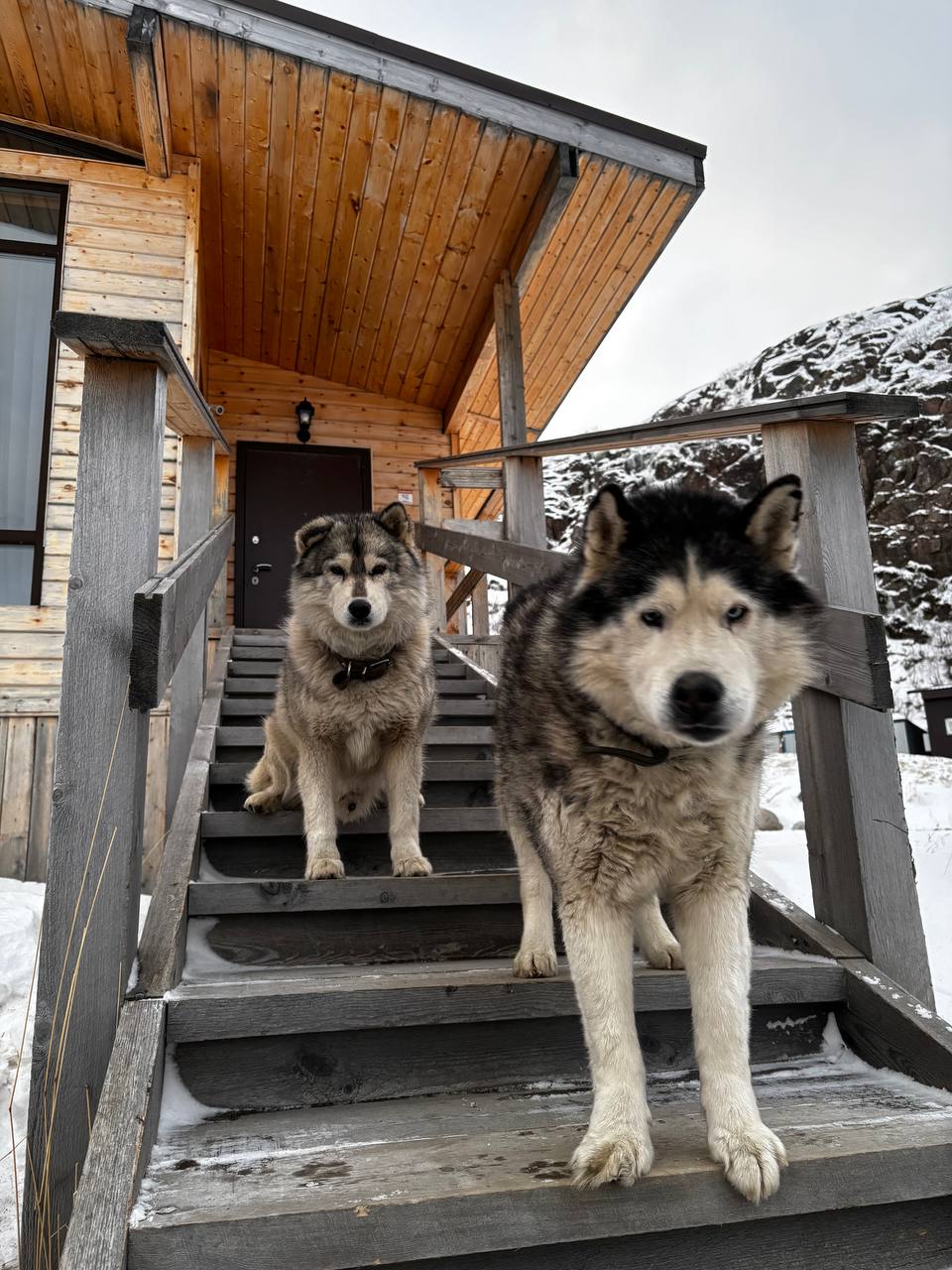 Фото Cedar Grass Териберка