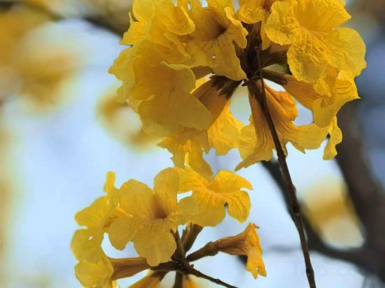 Фото Guangdong Victory Hotel