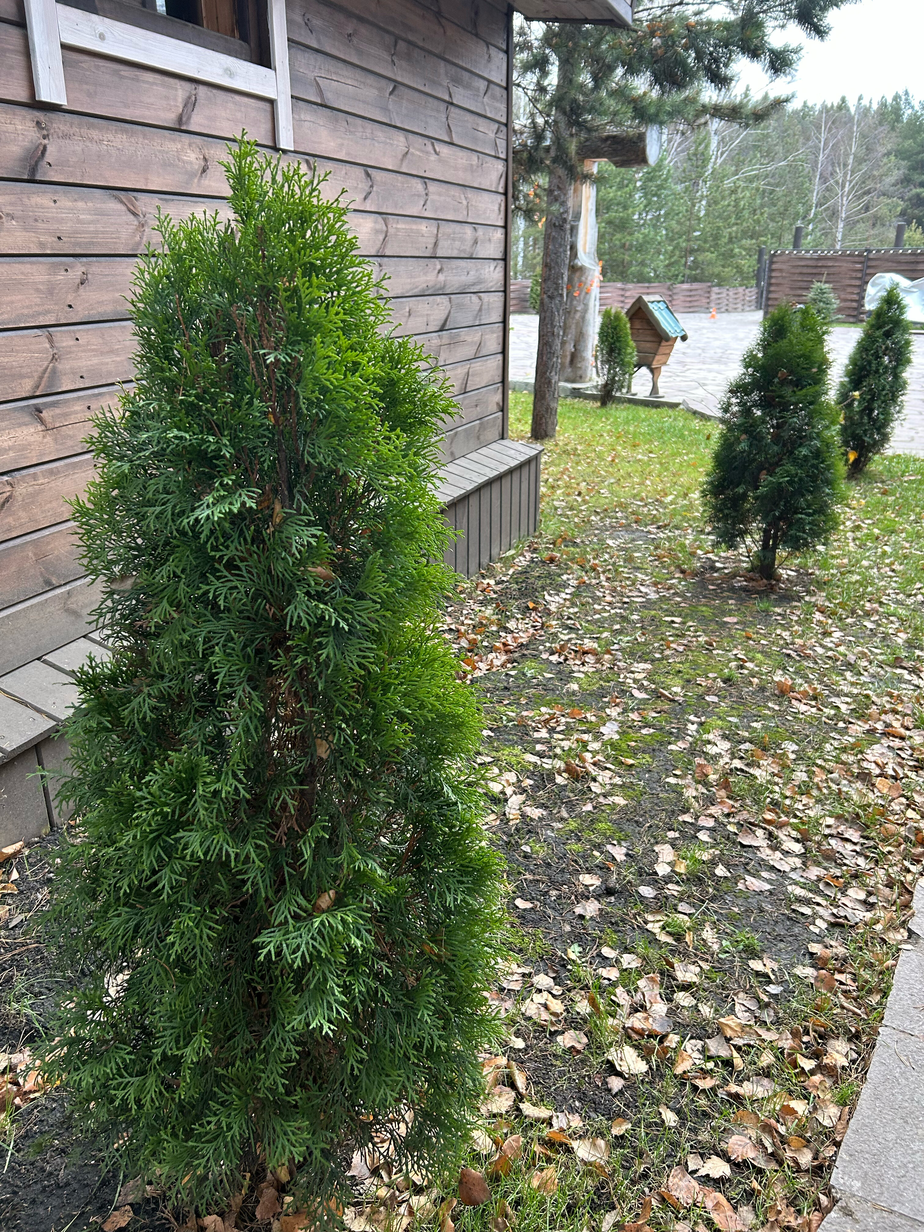 Фото Магия леса