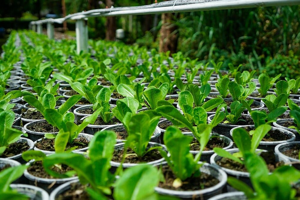 Фото Valley Garden Resort