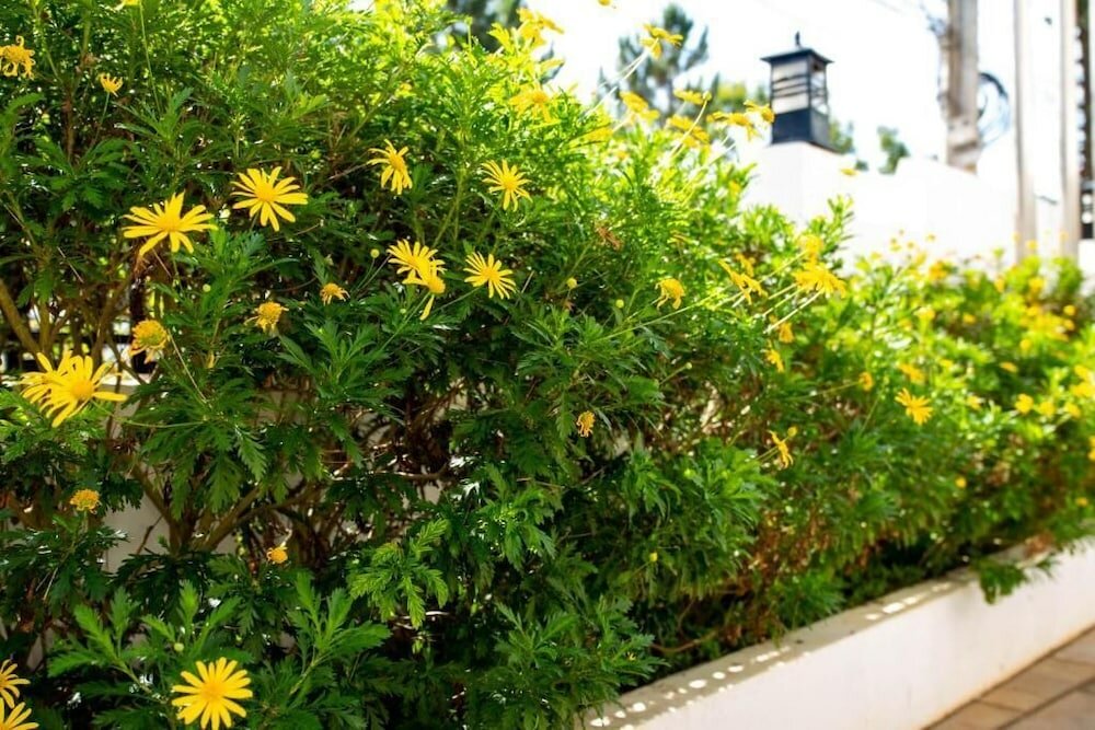 Фото Le Petit Paris Hotel Dalat