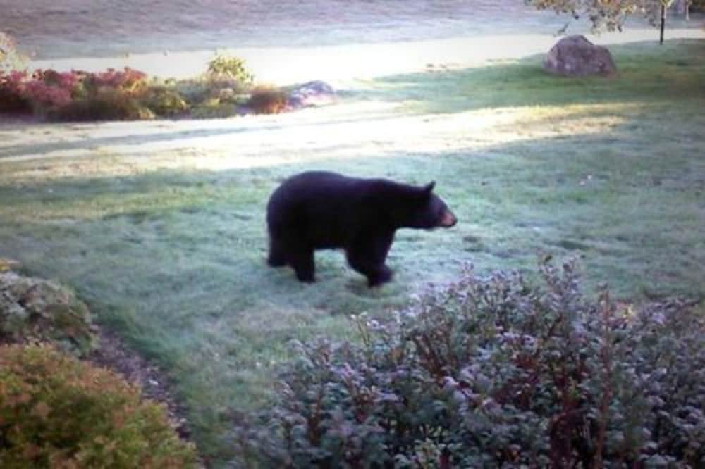 Фото Inn at Ellis River