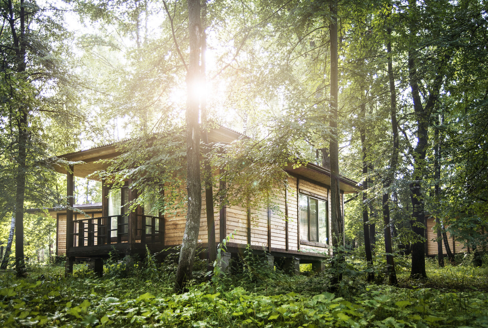 Фото Фореста Фестиваль Парк