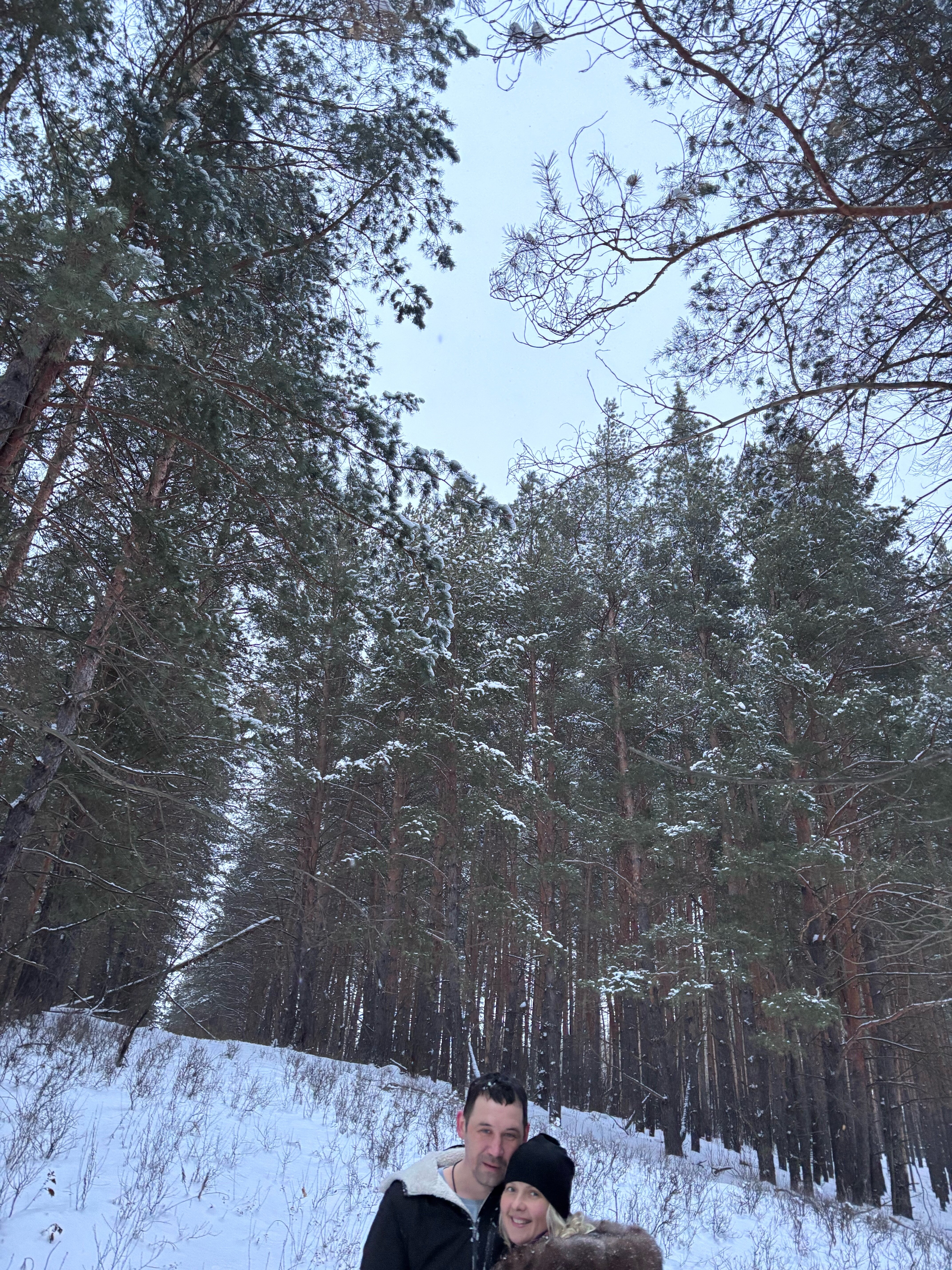 Фото Сосны. Тут