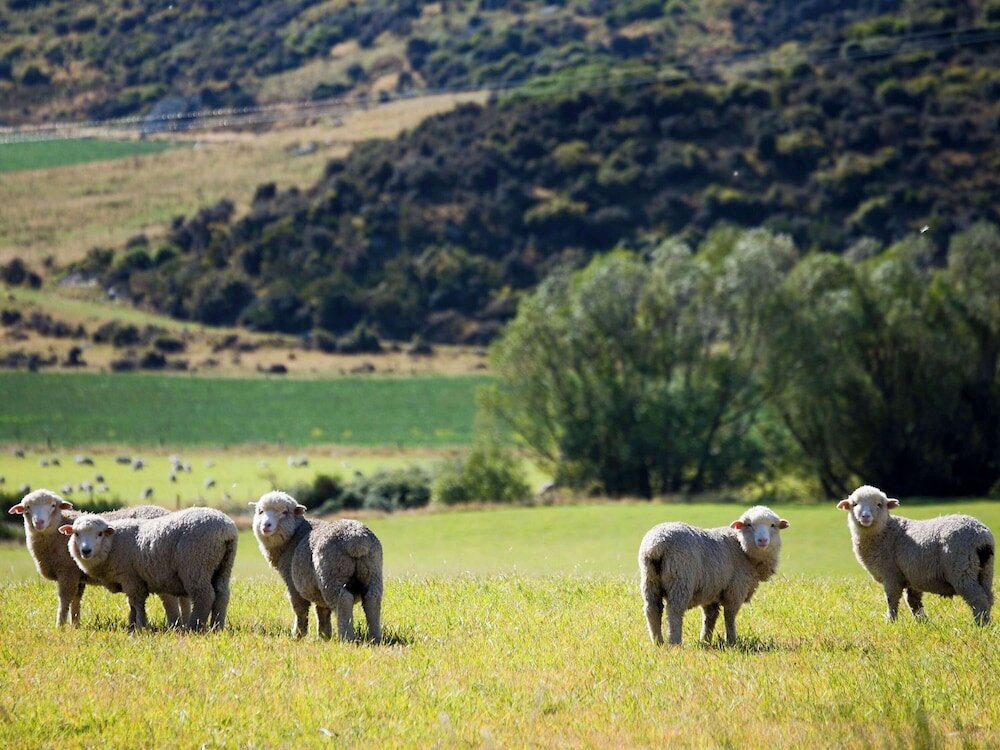Фото Hotel St. Moritz Queenstown