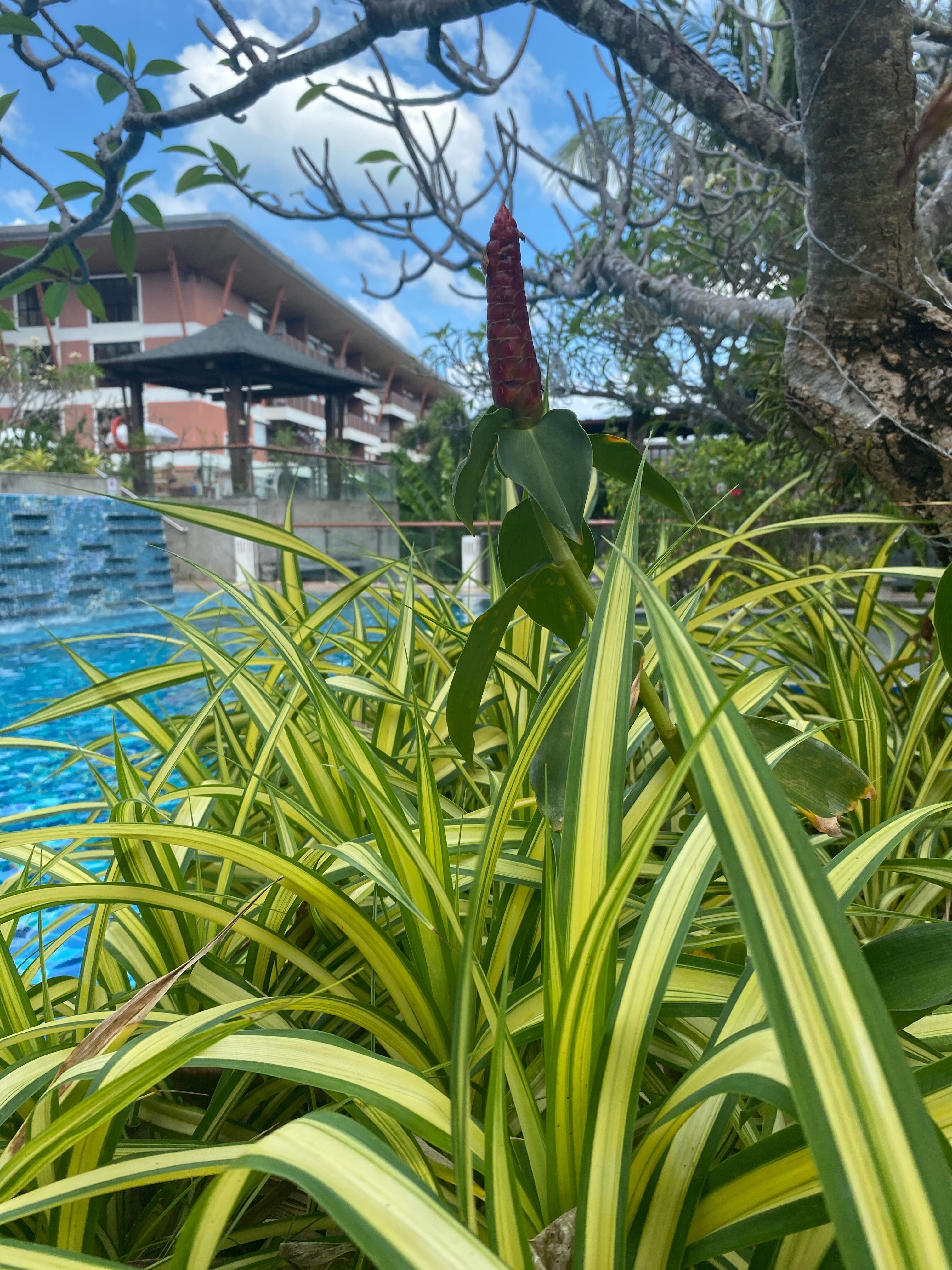 Фото Peach Blossom Resort & Pool Villa