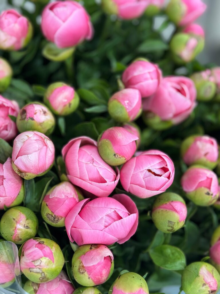 Елизавета Юрченко