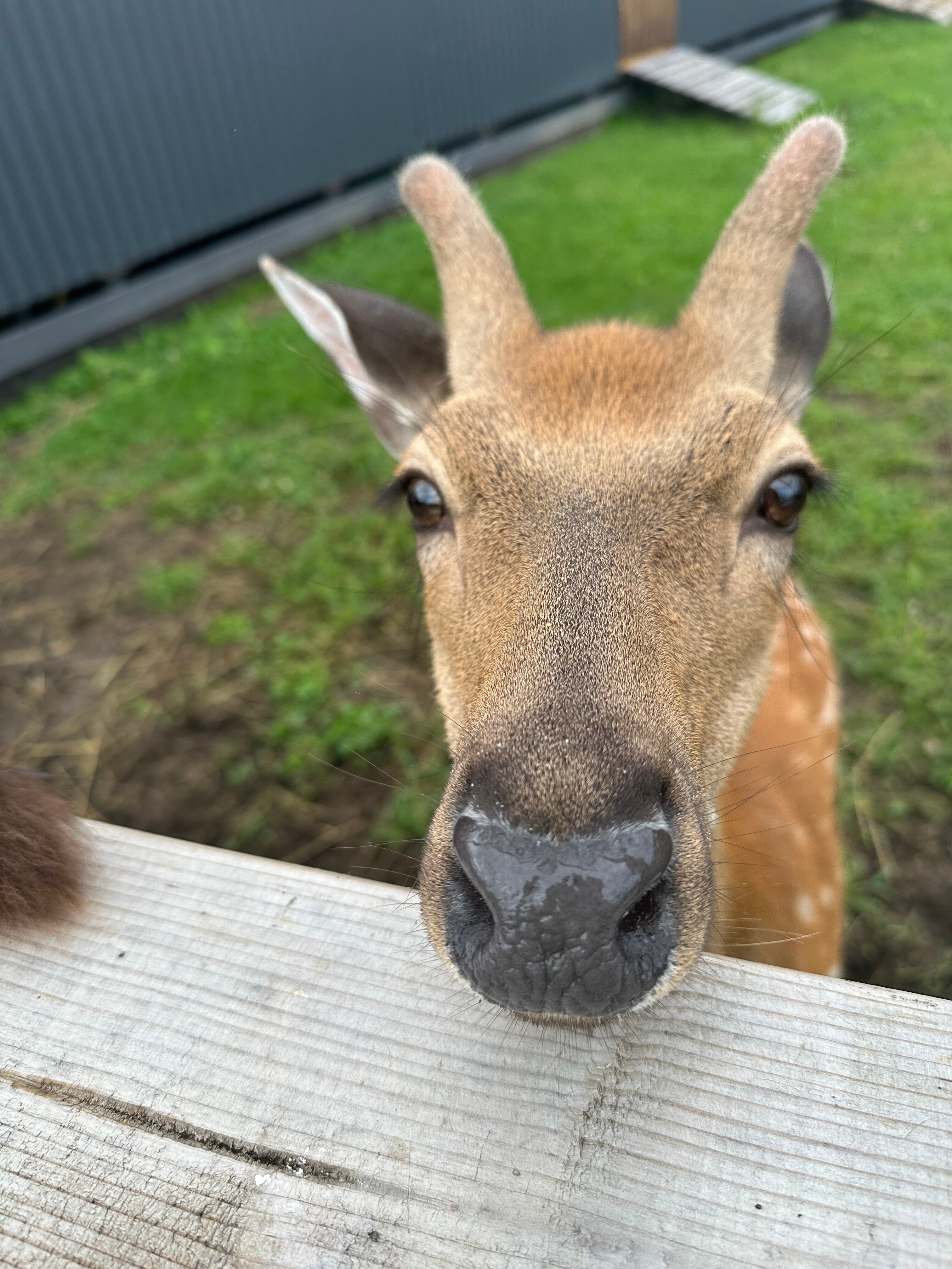 Фото Эко-ферма Мечта Сурсово