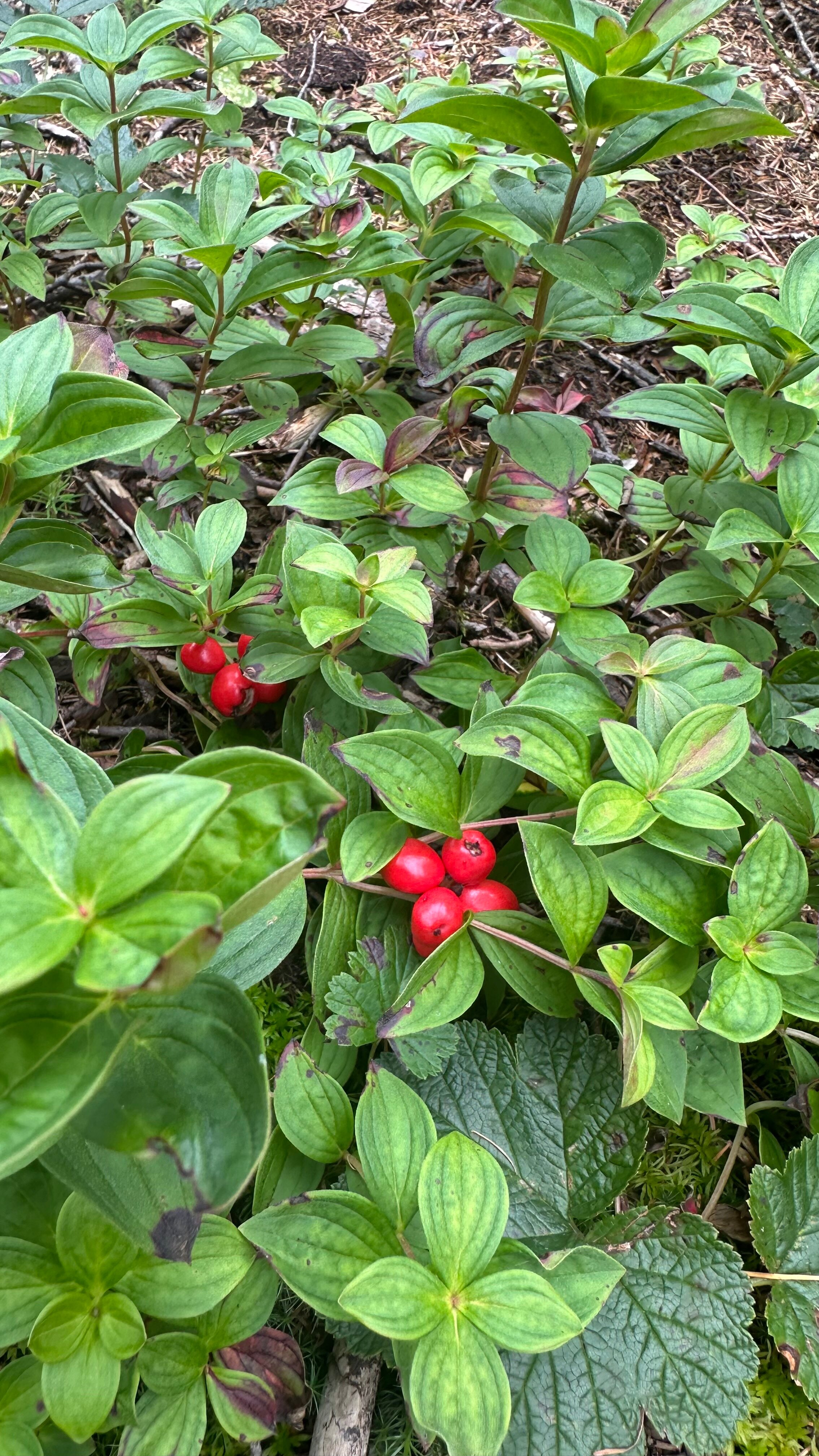 Фото Туристическая деревня Ларга