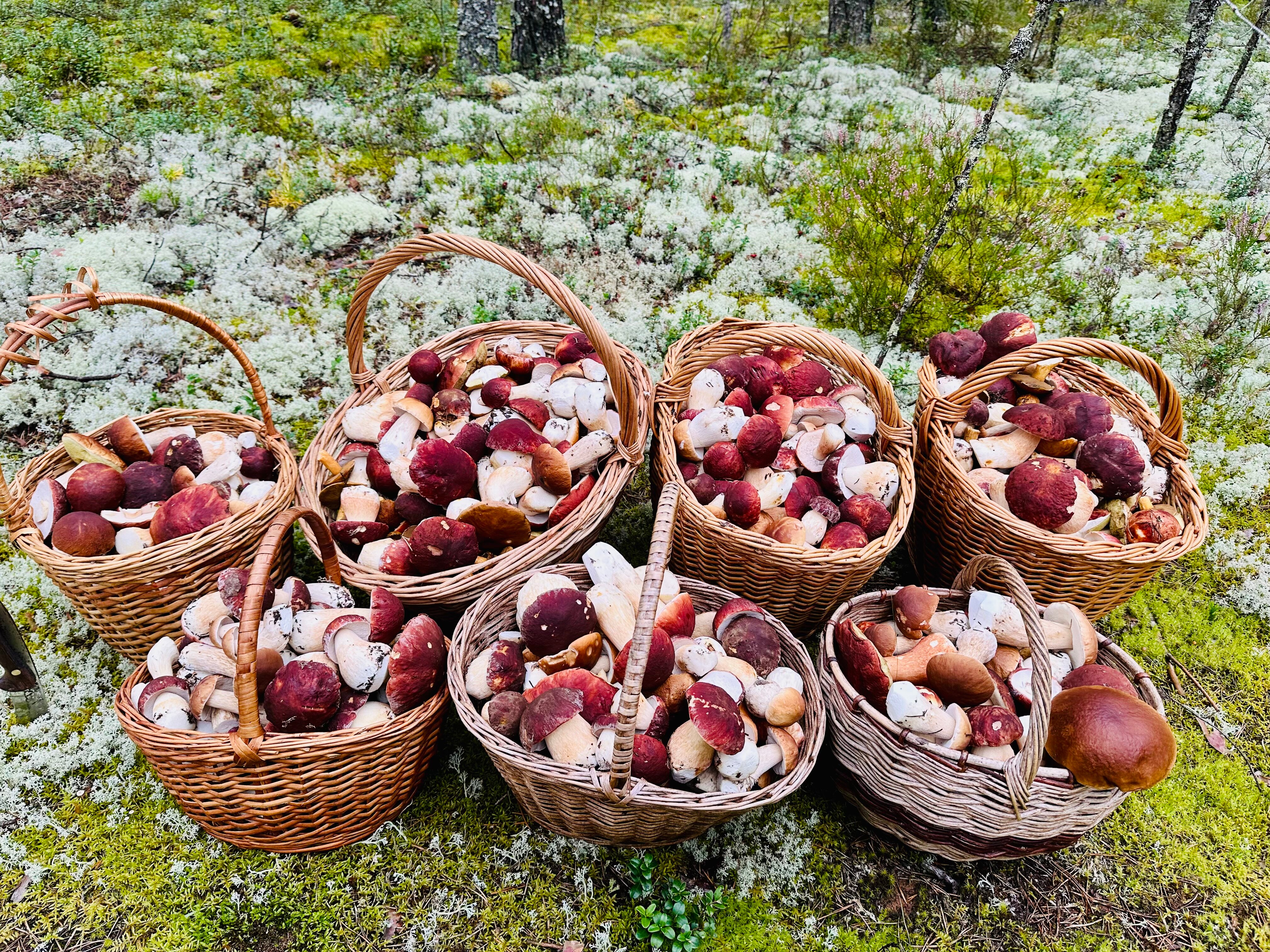 Фото Велино