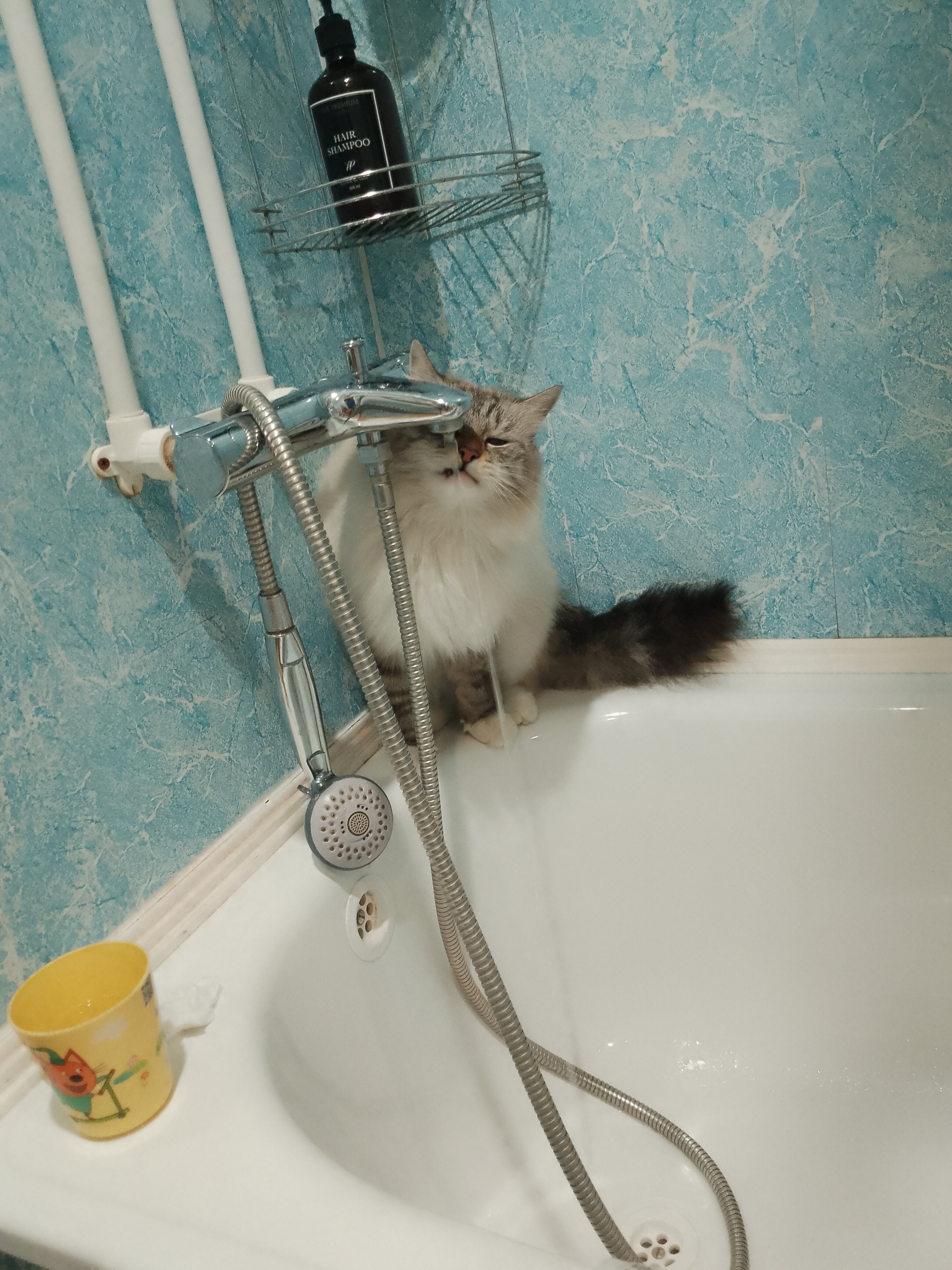 Фото Толстый кот