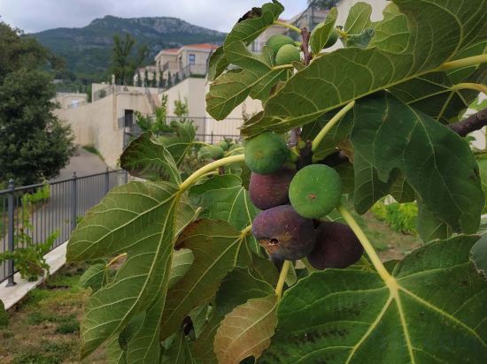 Фото Oak Leaf Residences