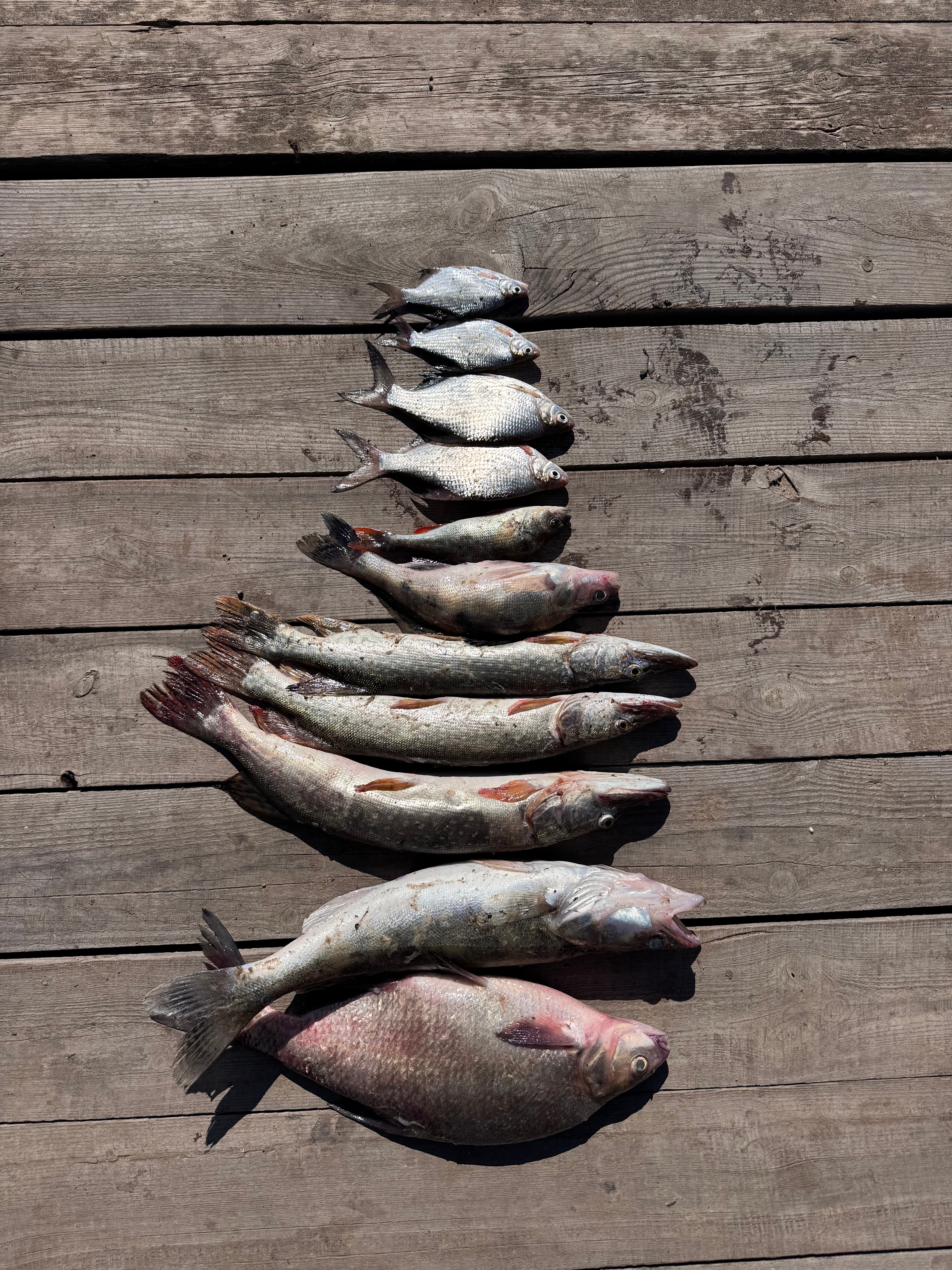 Фото Высокий берег