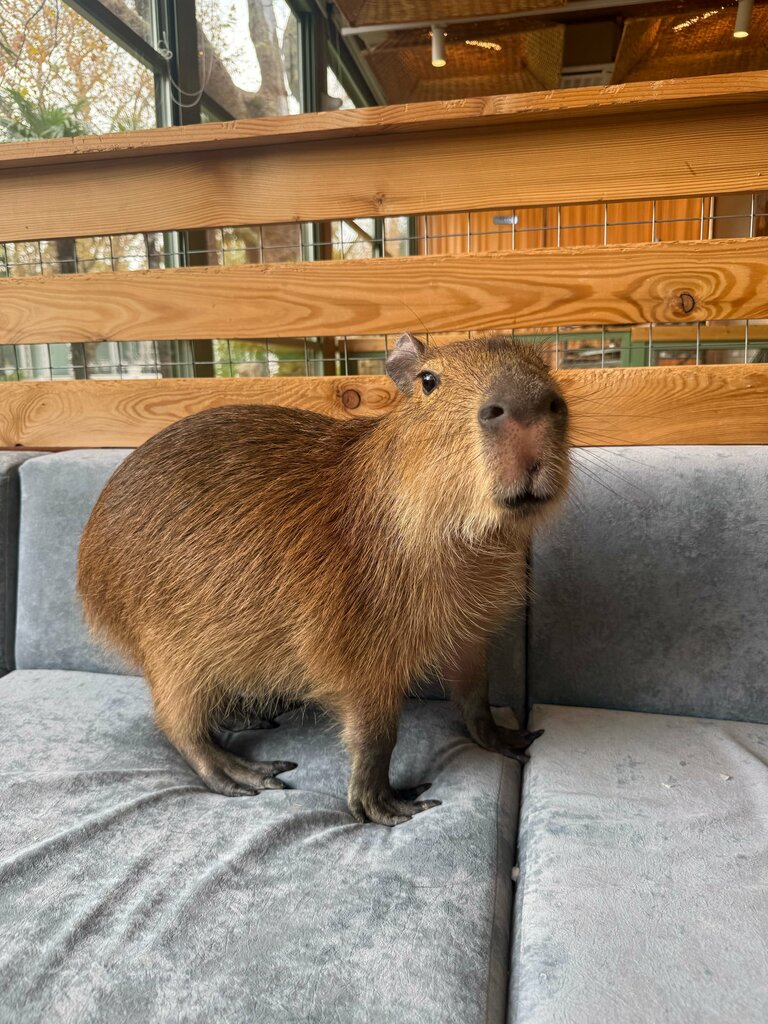 Zoo Дом капибар, Sochi, photo