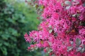 Гостиница Jinling Resort Nanjing