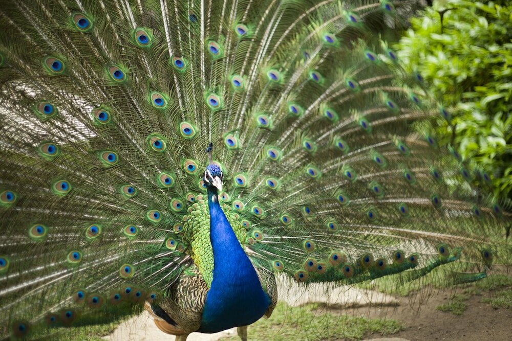 Фото Hotel Marinela Sofia