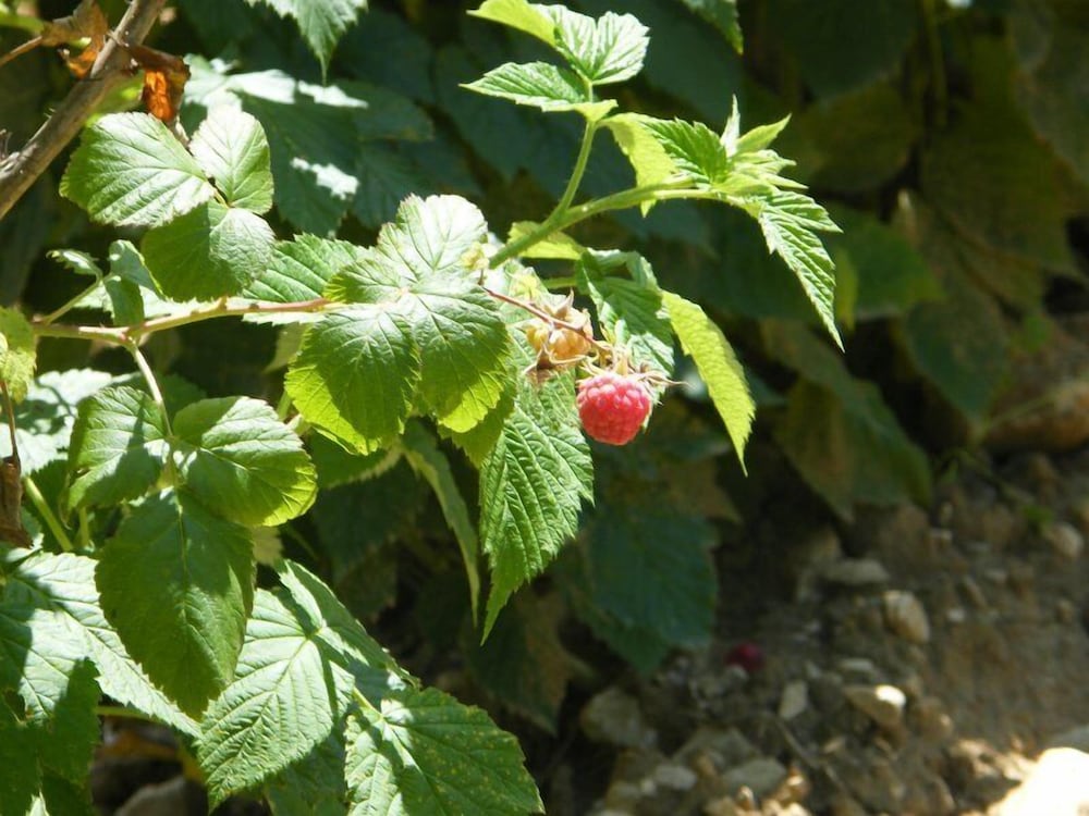 Фото Fattoria Antica Forconia