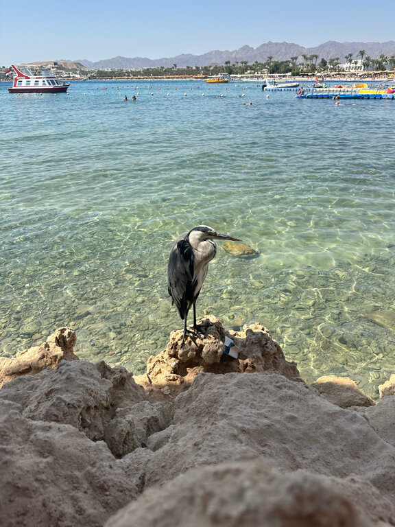 Фото Swissotel Sharm El Sheikh All-Inclusive Collection Resort