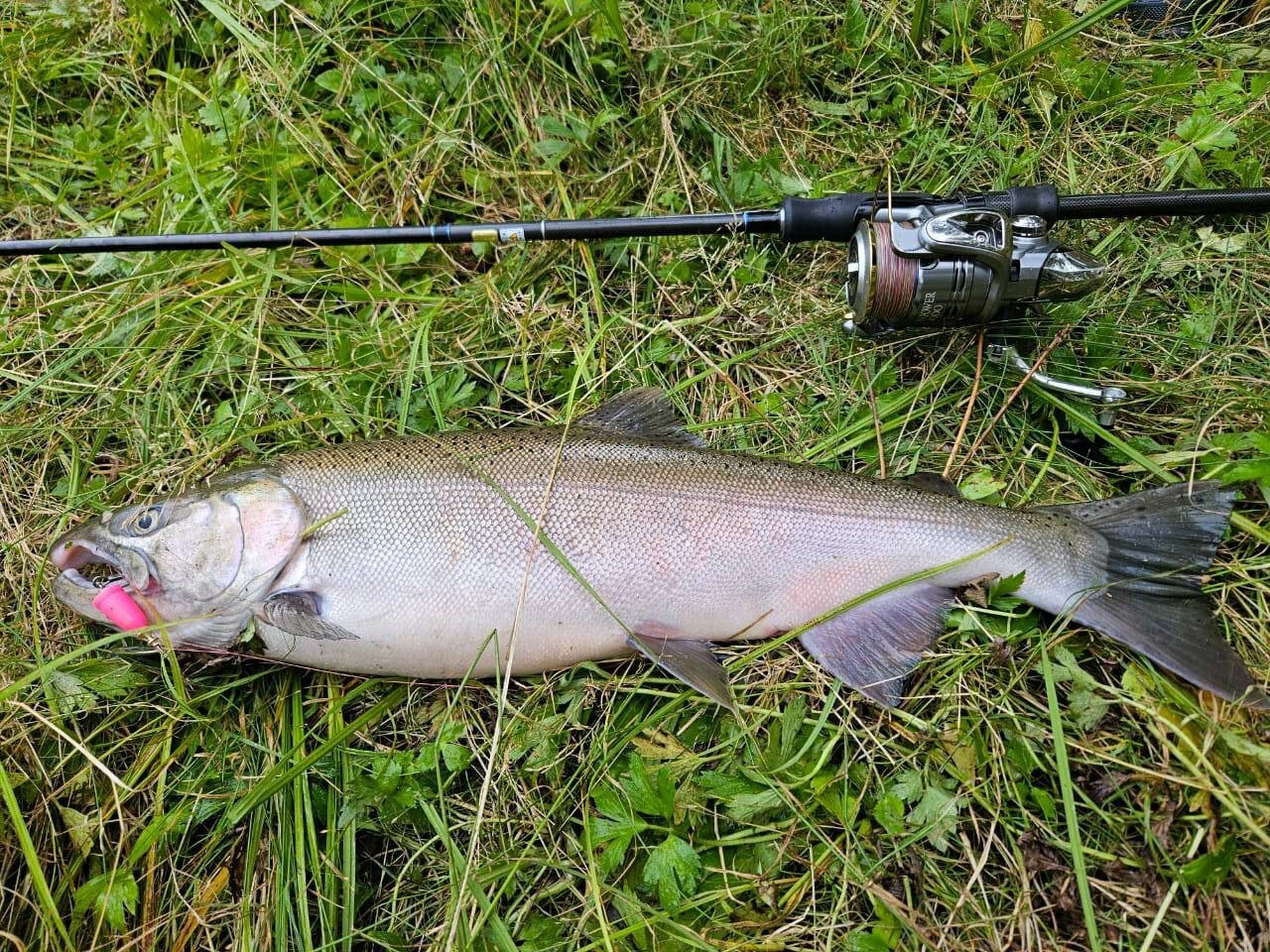 Фото ПроЛосось