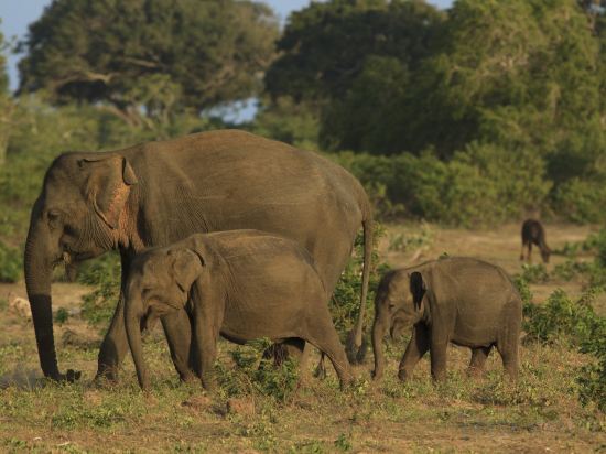Фото Jetwing Yala