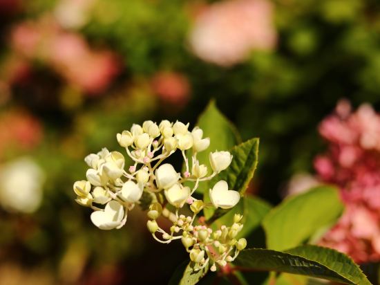 Фото Renjoy Hotel (Changbaishan North Slope Visitor Center)