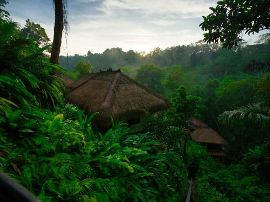 Фото Nandini Jungle by Hanging Gardens