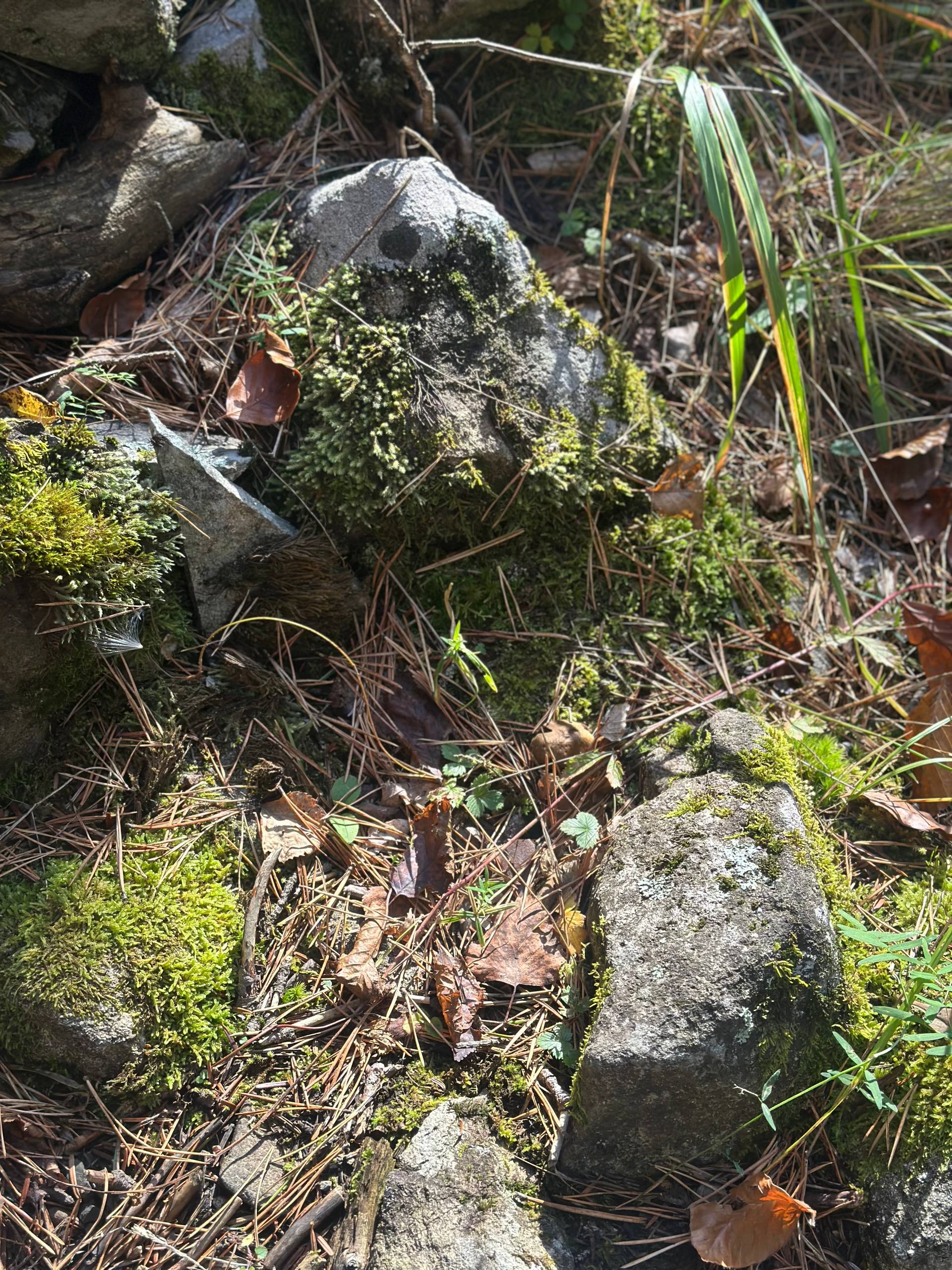 Фото Мухоморье