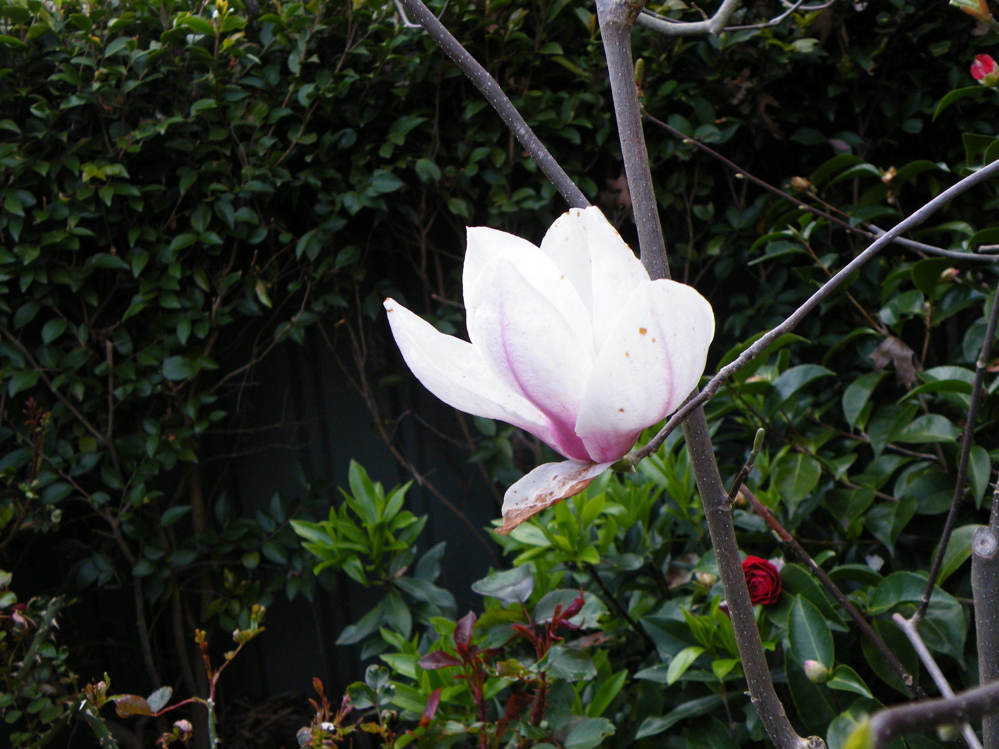 Фото Lake Hamilton Motor Village & Caravan Park