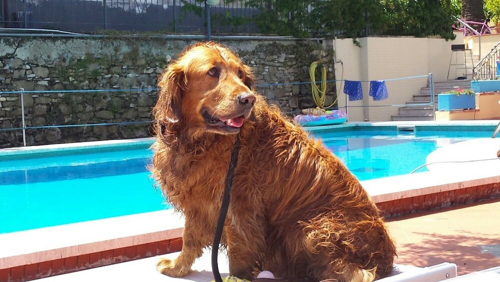 Фото Hotel Villa Igea