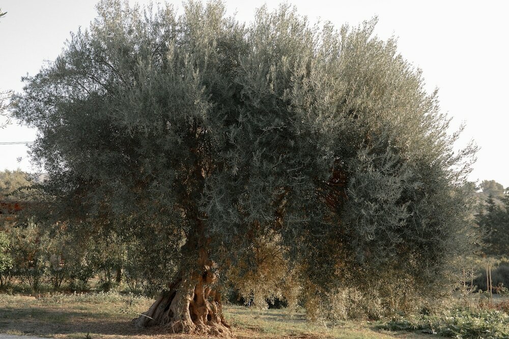 Фото Iuta Glamping & Farm